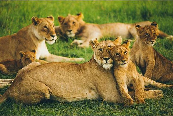 Kenya North Wildlife - Travel Package Image